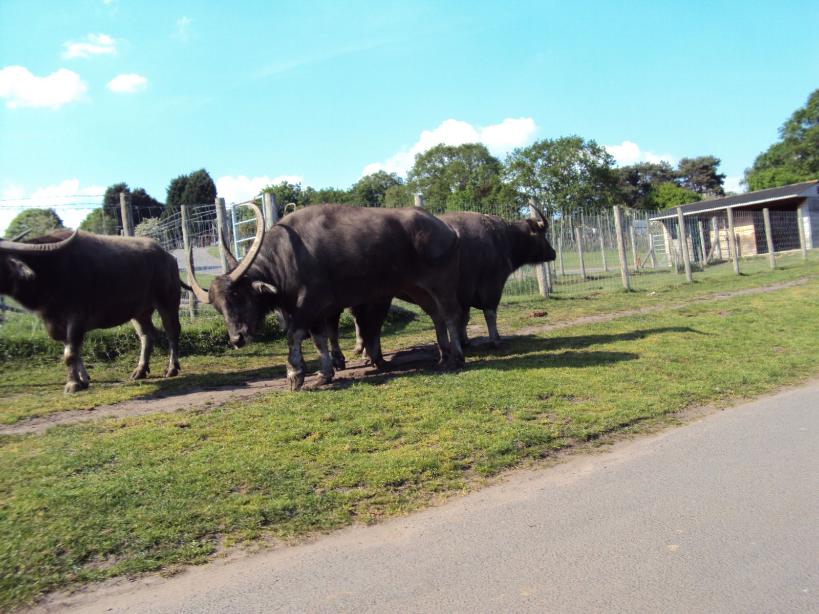 West Midland Safari Park